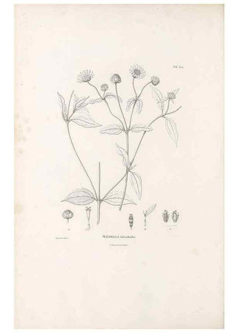 Reproducción/Reproduction 49521625881: Nova genera et species plantarum :. Antverpiae :Ex officina Christophori Plantini ...,1576.. 
