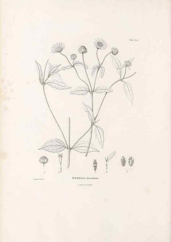Reproducción/Reproduction 49521625881: Nova genera et species plantarum :. Antverpiae :Ex officina Christophori Plantini ...,1576.. 
