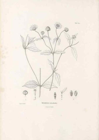 Reproducción/Reproduction 49521625881: Nova genera et species plantarum :. Antverpiae :Ex officina Christophori Plantini ...,1576.. 