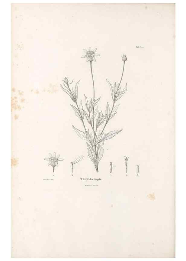 Reproducción/Reproduction 49521837407: Nova genera et species plantarum :. Antverpiae :Ex officina Christophori Plantini ...,1576.. 