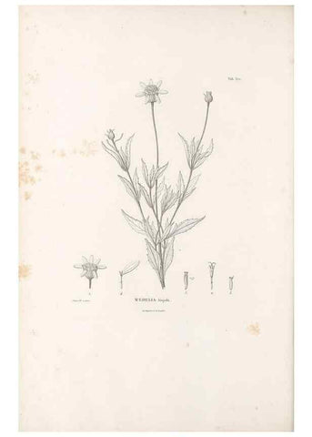 Reproducción/Reproduction 49521837407: Nova genera et species plantarum :. Antverpiae :Ex officina Christophori Plantini ...,1576.. 