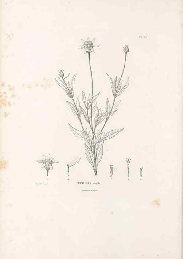 Reproducción/Reproduction 49521837407: Nova genera et species plantarum :. Antverpiae :Ex officina Christophori Plantini ...,1576.. 