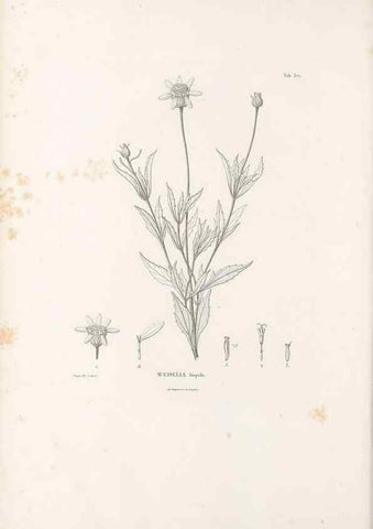 Reproducción/Reproduction 49521837407: Nova genera et species plantarum :. Antverpiae :Ex officina Christophori Plantini ...,1576.. 