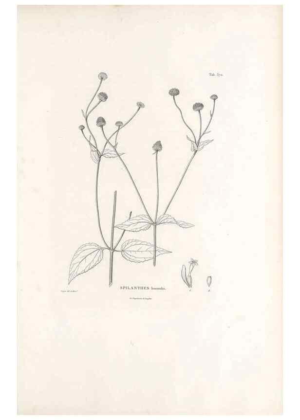 Reproducción/Reproduction 49521101563: Nova genera et species plantarum :. Antverpiae :Ex officina Christophori Plantini ...,1576.. 