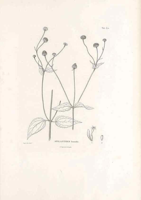 Reproducción/Reproduction 49521101563: Nova genera et species plantarum :. Antverpiae :Ex officina Christophori Plantini ...,1576.. 