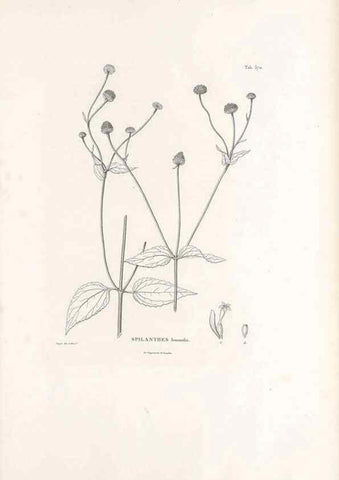 Reproducción/Reproduction 49521101563: Nova genera et species plantarum :. Antverpiae :Ex officina Christophori Plantini ...,1576.. 