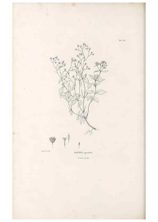 Reproducción/Reproduction 49521621006: Nova genera et species plantarum :. Antverpiae :Ex officina Christophori Plantini ...,1576.. 