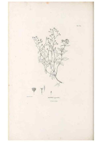 Reproducción/Reproduction 49521621006: Nova genera et species plantarum :. Antverpiae :Ex officina Christophori Plantini ...,1576.. 