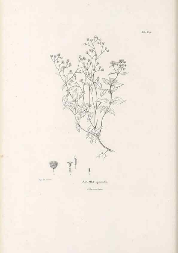 Reproducción/Reproduction 49521621006: Nova genera et species plantarum :. Antverpiae :Ex officina Christophori Plantini ...,1576.. 