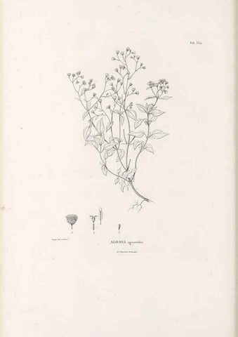 Reproducción/Reproduction 49521621006: Nova genera et species plantarum :. Antverpiae :Ex officina Christophori Plantini ...,1576.. 