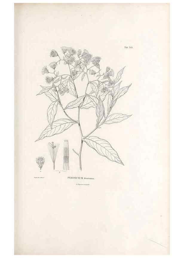 Reproducción/Reproduction 49521097283: Nova genera et species plantarum :. Antverpiae :Ex officina Christophori Plantini ...,1576.. 