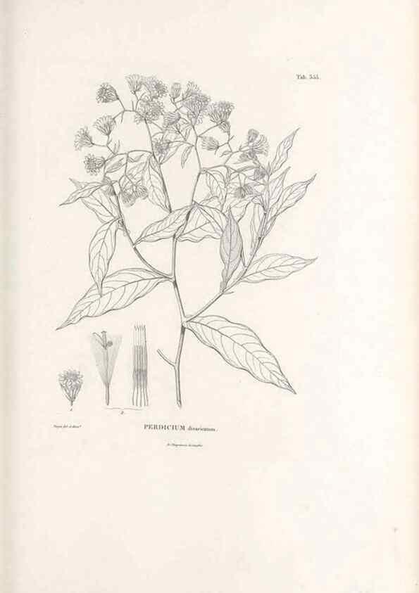 Reproducción/Reproduction 49521097283: Nova genera et species plantarum :. Antverpiae :Ex officina Christophori Plantini ...,1576.. 