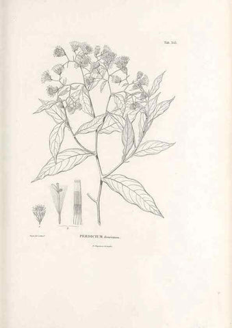 Reproducción/Reproduction 49521097283: Nova genera et species plantarum :. Antverpiae :Ex officina Christophori Plantini ...,1576.. 