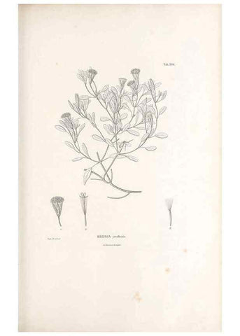 Reproducción/Reproduction 49521097538: Nova genera et species plantarum :. Antverpiae :Ex officina Christophori Plantini ...,1576.. 