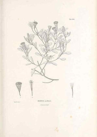 Reproducción/Reproduction 49521097538: Nova genera et species plantarum :. Antverpiae :Ex officina Christophori Plantini ...,1576.. 