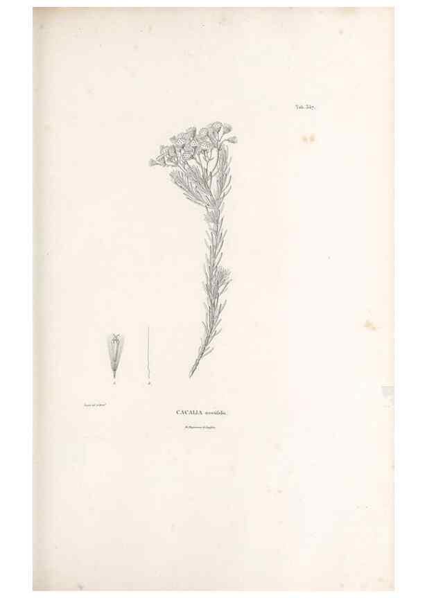 Reproducción/Reproduction 49521097863: Nova genera et species plantarum :. Antverpiae :Ex officina Christophori Plantini ...,1576.. 
