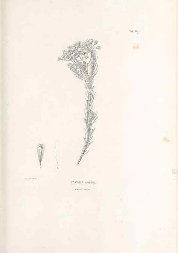 Reproducción/Reproduction 49521097863: Nova genera et species plantarum :. Antverpiae :Ex officina Christophori Plantini ...,1576.. 