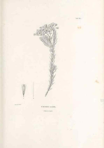 Reproducción/Reproduction 49521097863: Nova genera et species plantarum :. Antverpiae :Ex officina Christophori Plantini ...,1576.. 