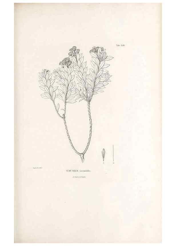 Reproducción/Reproduction 49521622056: Nova genera et species plantarum :. Antverpiae :Ex officina Christophori Plantini ...,1576.. 