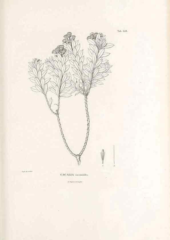 Reproducción/Reproduction 49521622056: Nova genera et species plantarum :. Antverpiae :Ex officina Christophori Plantini ...,1576.. 