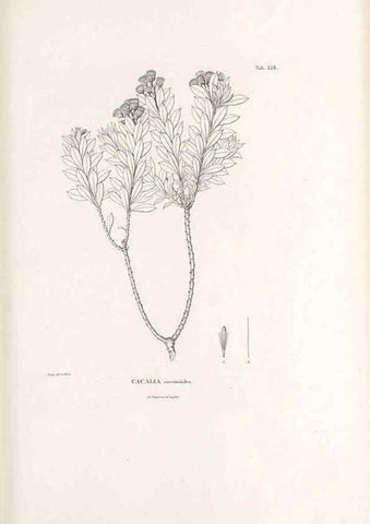 Reproducción/Reproduction 49521622056: Nova genera et species plantarum :. Antverpiae :Ex officina Christophori Plantini ...,1576.. 