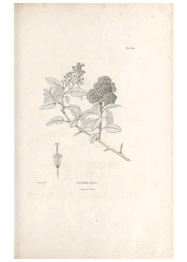 Reproducción/Reproduction 49521622381: Nova genera et species plantarum :. Antverpiae :Ex officina Christophori Plantini ...,1576.. 