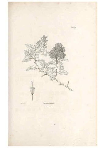 Reproducción/Reproduction 49521622381: Nova genera et species plantarum :. Antverpiae :Ex officina Christophori Plantini ...,1576.. 
