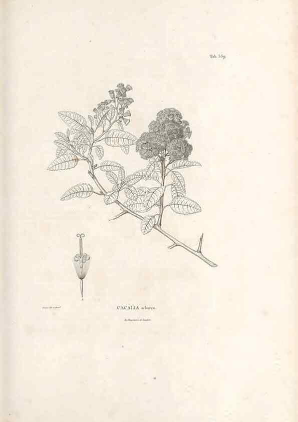 Reproducción/Reproduction 49521622381: Nova genera et species plantarum :. Antverpiae :Ex officina Christophori Plantini ...,1576.. 