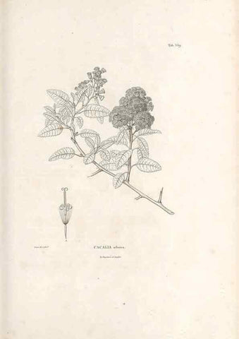 Reproducción/Reproduction 49521622381: Nova genera et species plantarum :. Antverpiae :Ex officina Christophori Plantini ...,1576.. 