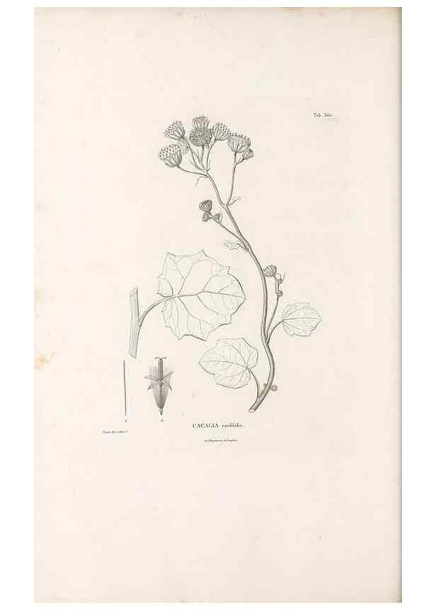 Reproducción/Reproduction 49521834387: Nova genera et species plantarum :. Antverpiae :Ex officina Christophori Plantini ...,1576.. 