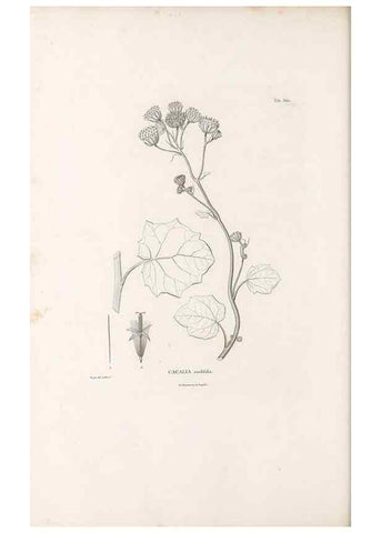 Reproducción/Reproduction 49521834387: Nova genera et species plantarum :. Antverpiae :Ex officina Christophori Plantini ...,1576.. 
