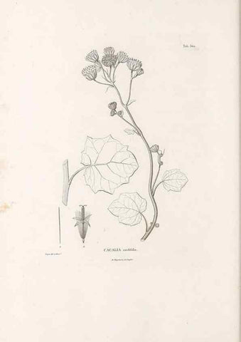 Reproducción/Reproduction 49521834387: Nova genera et species plantarum :. Antverpiae :Ex officina Christophori Plantini ...,1576.. 