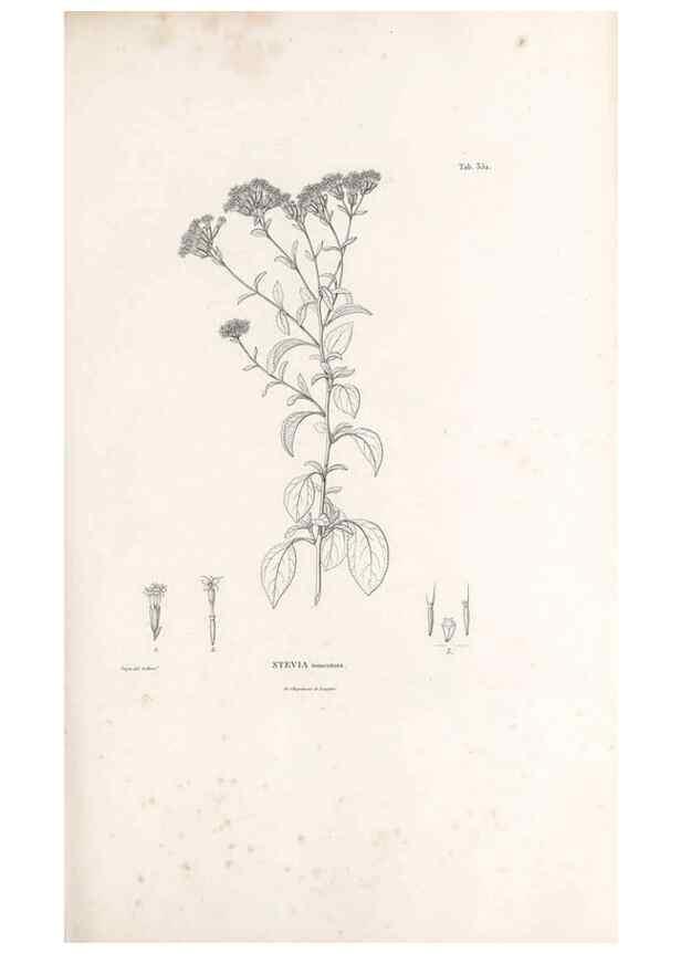 Reproducción/Reproduction 49521096353: Nova genera et species plantarum :. Antverpiae :Ex officina Christophori Plantini ...,1576.. 