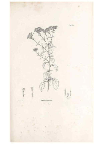 Reproducción/Reproduction 49521096353: Nova genera et species plantarum :. Antverpiae :Ex officina Christophori Plantini ...,1576.. 