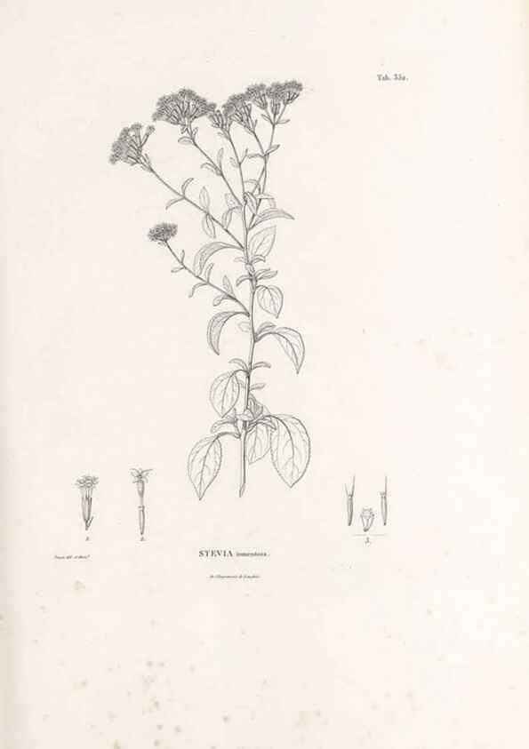 Reproducción/Reproduction 49521096353: Nova genera et species plantarum :. Antverpiae :Ex officina Christophori Plantini ...,1576.. 