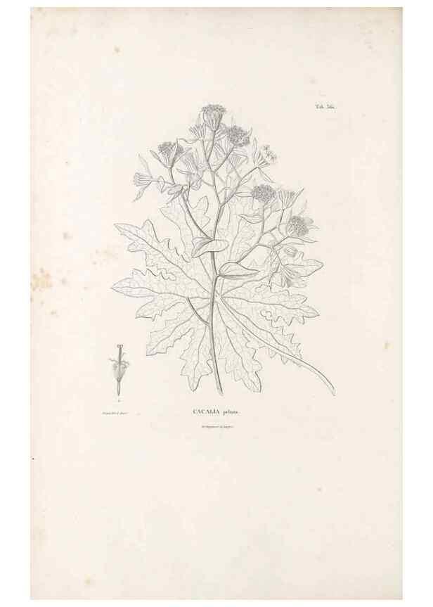 Reproducción/Reproduction 49521622881: Nova genera et species plantarum :. Antverpiae :Ex officina Christophori Plantini ...,1576.. 