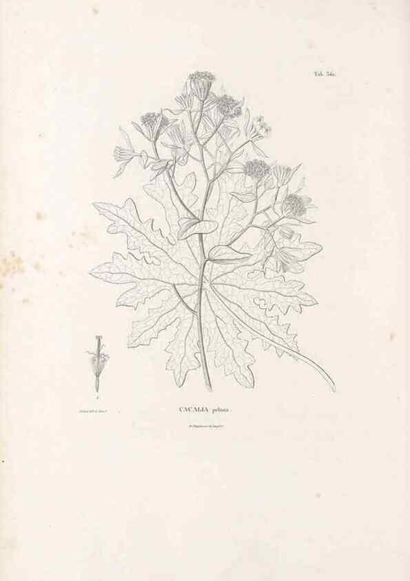 Reproducción/Reproduction 49521622881: Nova genera et species plantarum :. Antverpiae :Ex officina Christophori Plantini ...,1576.. 