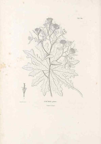 Reproducción/Reproduction 49521622881: Nova genera et species plantarum :. Antverpiae :Ex officina Christophori Plantini ...,1576.. 