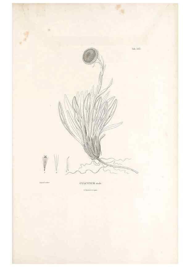Reproducción/Reproduction 49521835227: Nova genera et species plantarum :. Antverpiae :Ex officina Christophori Plantini ...,1576.. 