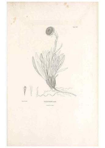 Reproducción/Reproduction 49521835227: Nova genera et species plantarum :. Antverpiae :Ex officina Christophori Plantini ...,1576.. 