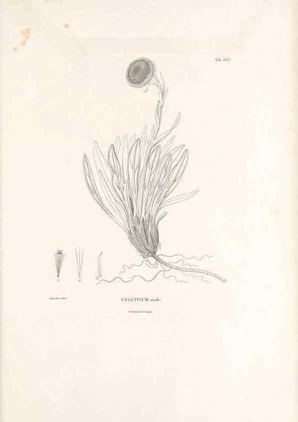 Reproducción/Reproduction 49521835227: Nova genera et species plantarum :. Antverpiae :Ex officina Christophori Plantini ...,1576.. 