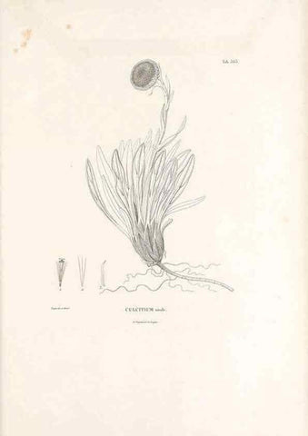 Reproducción/Reproduction 49521835227: Nova genera et species plantarum :. Antverpiae :Ex officina Christophori Plantini ...,1576.. 