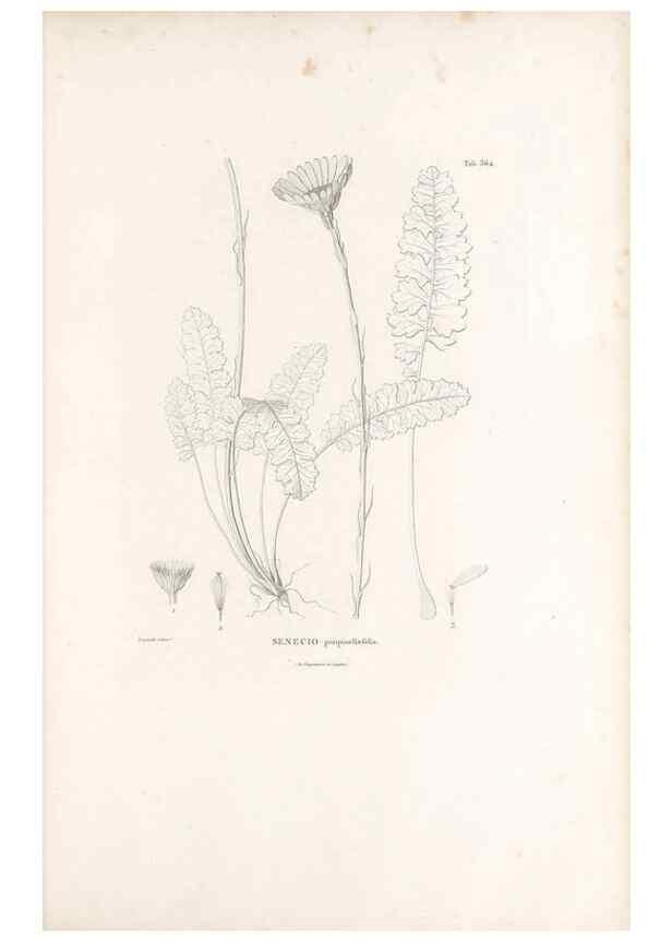 Reproducción/Reproduction 49521623801: Nova genera et species plantarum :. Antverpiae :Ex officina Christophori Plantini ...,1576.. 