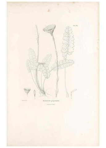 Reproducción/Reproduction 49521623801: Nova genera et species plantarum :. Antverpiae :Ex officina Christophori Plantini ...,1576.. 
