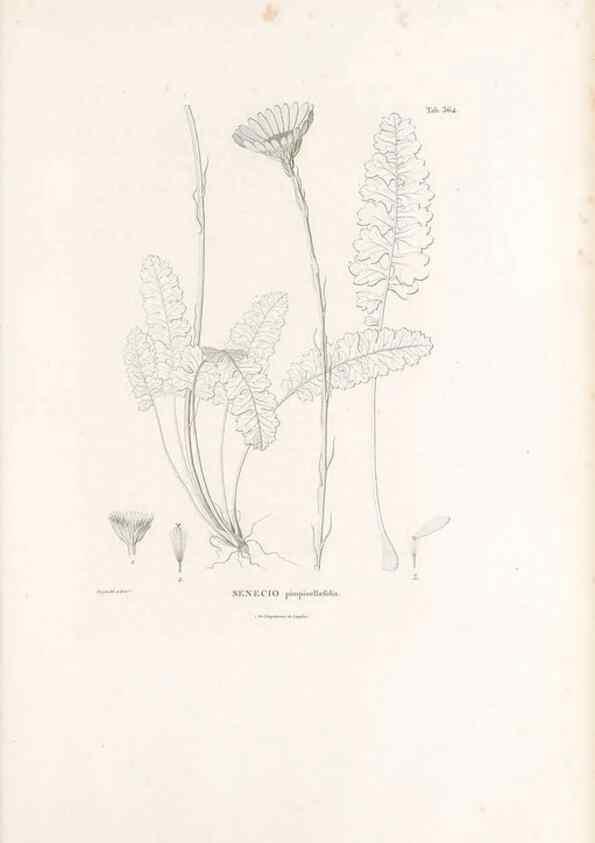 Reproducción/Reproduction 49521623801: Nova genera et species plantarum :. Antverpiae :Ex officina Christophori Plantini ...,1576.. 