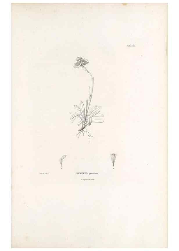 Reproducción/Reproduction 49521100243: Nova genera et species plantarum :. Antverpiae :Ex officina Christophori Plantini ...,1576.. 
