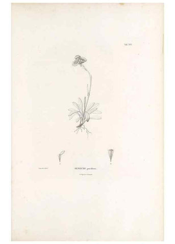 Reproducción/Reproduction 49521100243: Nova genera et species plantarum :. Antverpiae :Ex officina Christophori Plantini ...,1576.. 