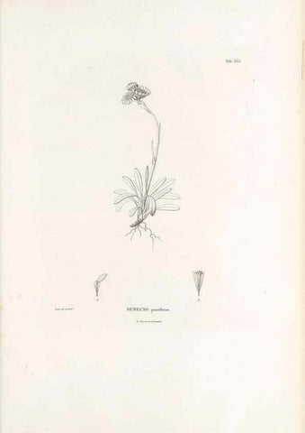 Reproducción/Reproduction 49521100243: Nova genera et species plantarum :. Antverpiae :Ex officina Christophori Plantini ...,1576.. 
