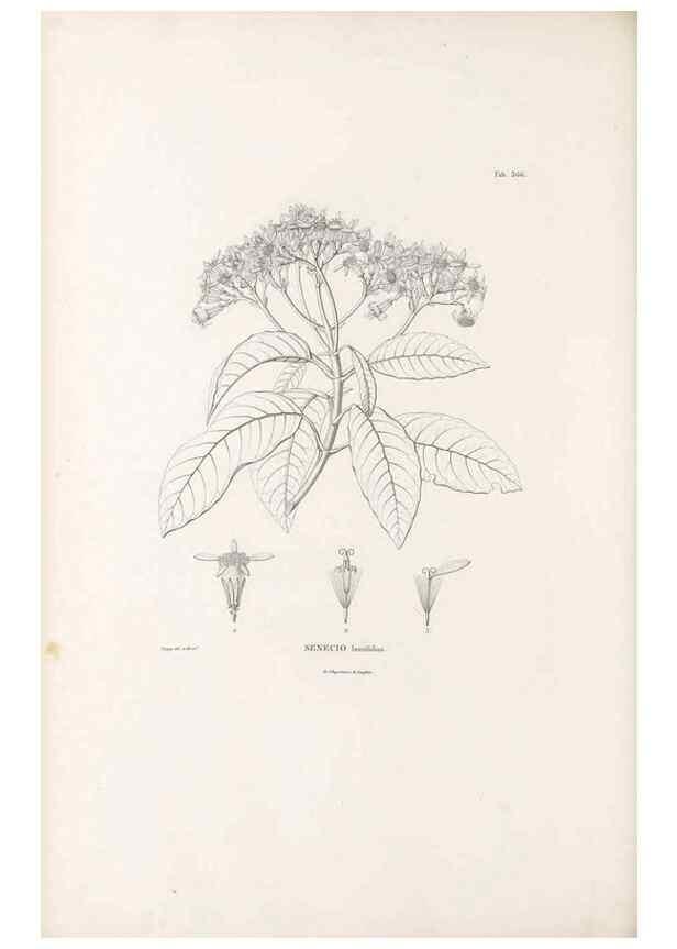 Reproducción/Reproduction 49521836072: Nova genera et species plantarum :. Antverpiae :Ex officina Christophori Plantini ...,1576.. 
