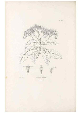 Reproducción/Reproduction 49521836072: Nova genera et species plantarum :. Antverpiae :Ex officina Christophori Plantini ...,1576.. 